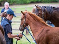 KS300622-45 - Cupboard Love & foal by Territories